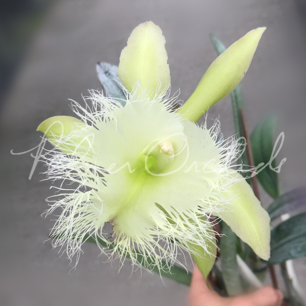 Rhyncholaelia digbyana — Palmer Orchids